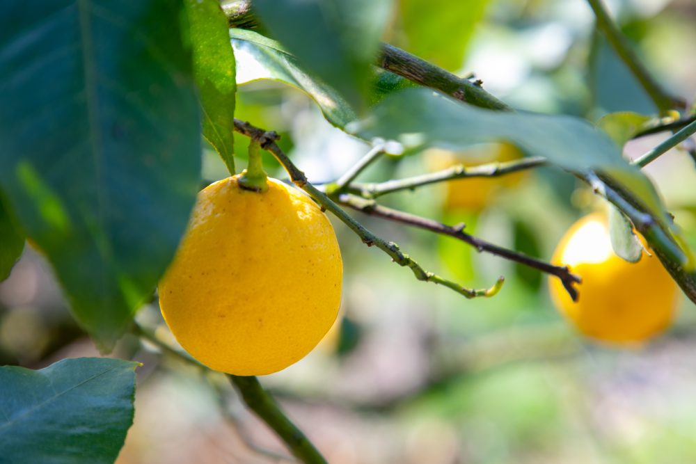 有機農法で育てられたレモン