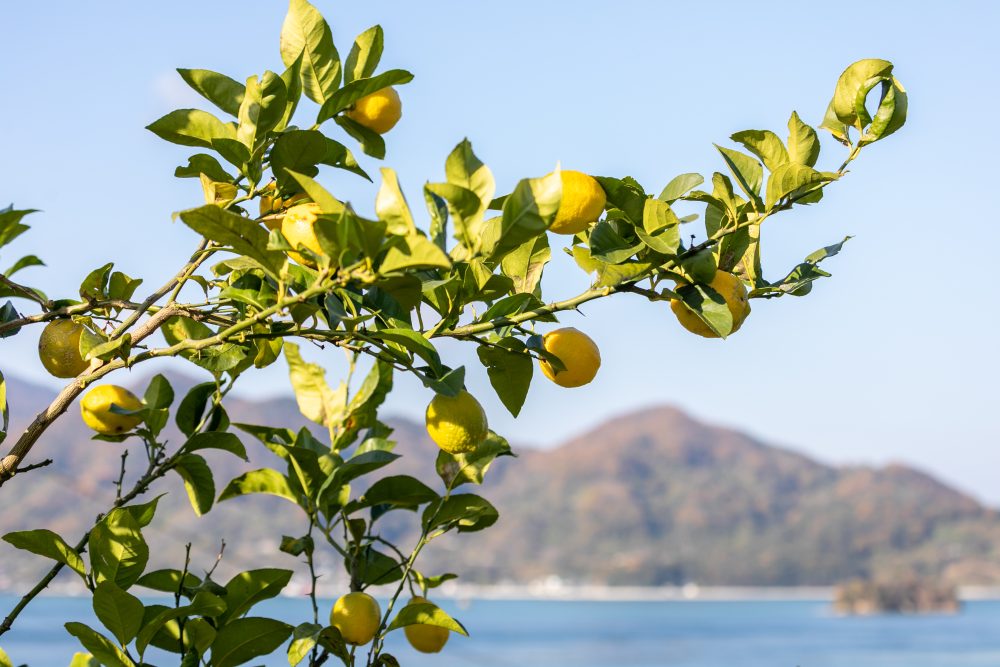 島の温暖な気候で育つ豊かなレモン