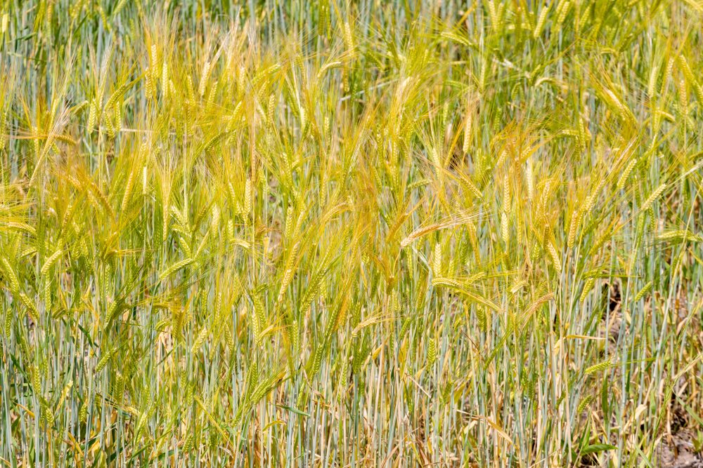 黄金色に輝く麦畑