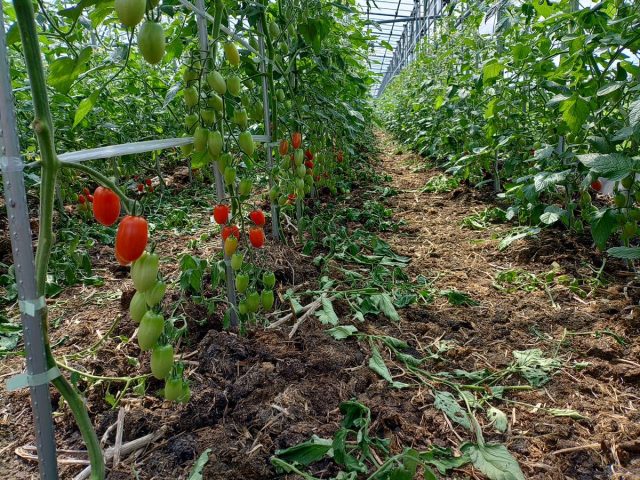 🍅 広島育ちの“アイコ”がやってきた！