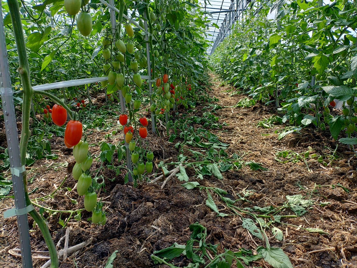 🍅 広島育ちの“アイコ”がやってきた！ | [コミュニティ]ここから、食