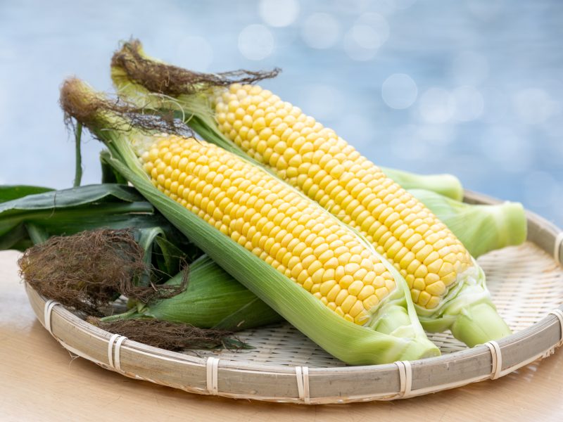 朝採れとうもろこし